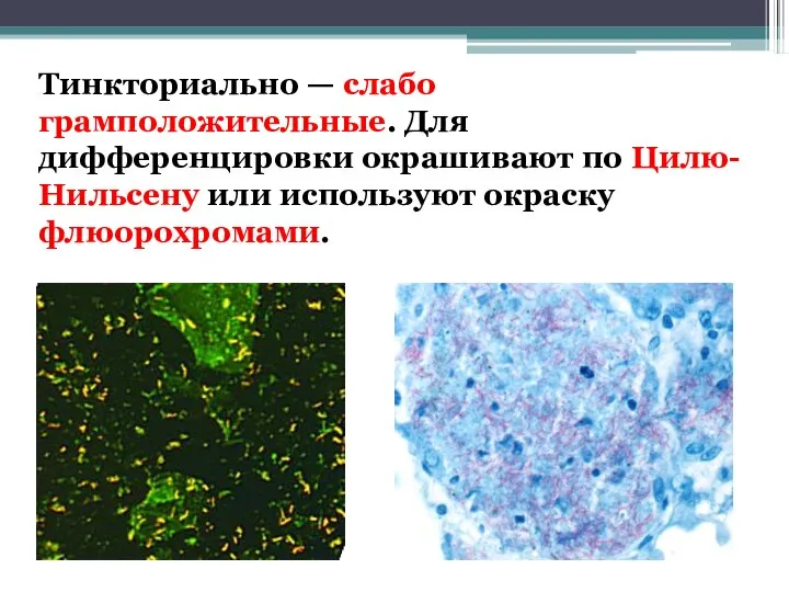 Тинкториально — слабо грамположительные. Для дифференцировки окрашивают по Цилю-Нильсену или используют окраску флюорохромами.