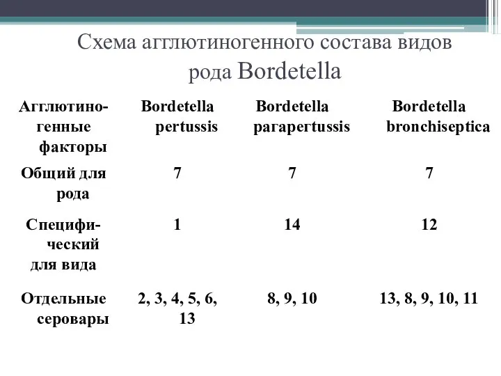 Схема агглютиногенного состава видов рода Bordetella