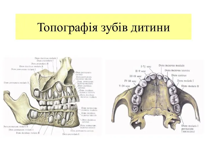 Топографія зубів дитини