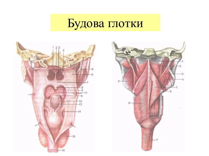 Будова глотки