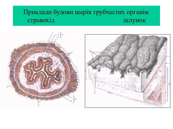 Приклади будови шарів трубчастих органів: стравохід шлунок