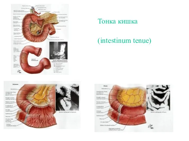 Тонка кишка (intestinum tenue)
