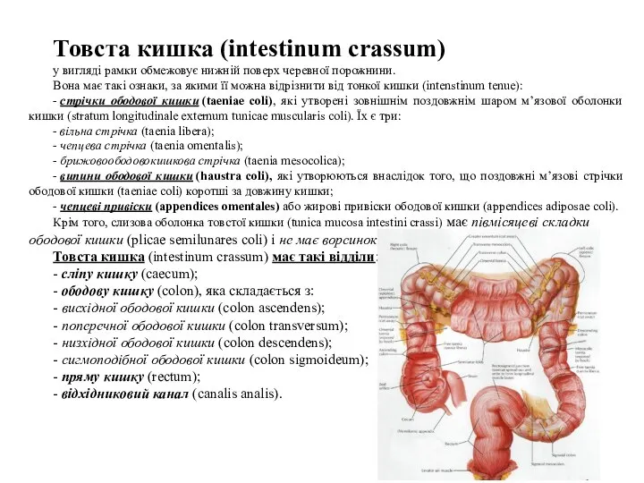 Товста кишка (intestinum crassum) у вигляді рамки обмежовує нижній поверх черевної порожнини.