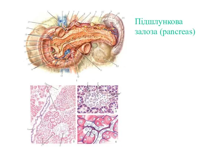 Підшлункова залоза (pancreas)