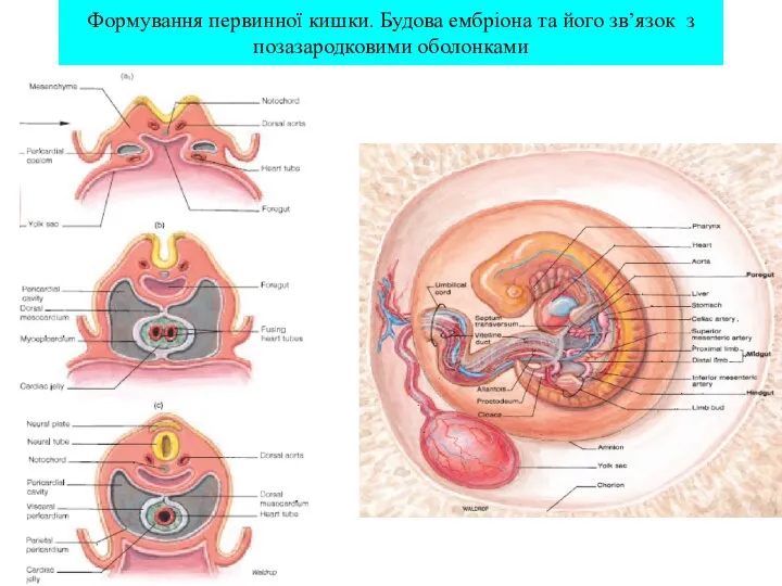 Формування первинної кишки. Будова ембріона та його зв’язок з позазародковими оболонками