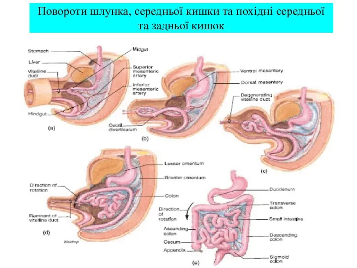 Повороти шлунка, середньої кишки та похідні середньої та задньої кишок