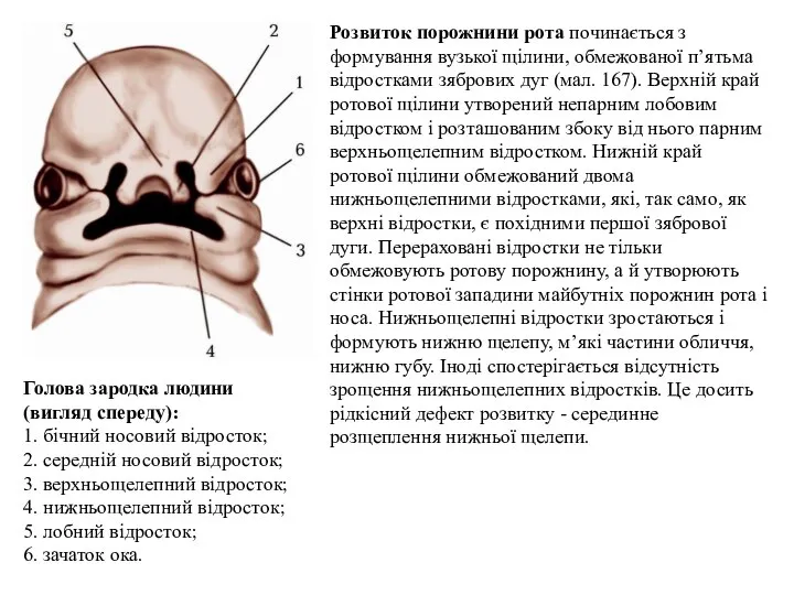 Розвиток порожнини рота починається з формування вузької щілини, обмежованої п’ятьма відростками зябрових