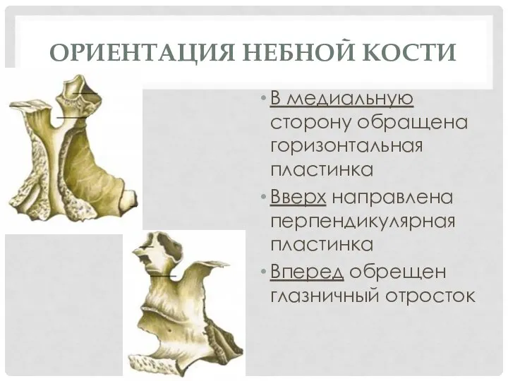 ОРИЕНТАЦИЯ НЕБНОЙ КОСТИ В медиальную сторону обращена горизонтальная пластинка Вверх направлена перпендикулярная