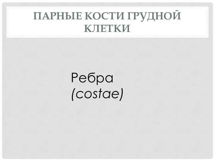 ПАРНЫЕ КОСТИ ГРУДНОЙ КЛЕТКИ Ребра(costae)