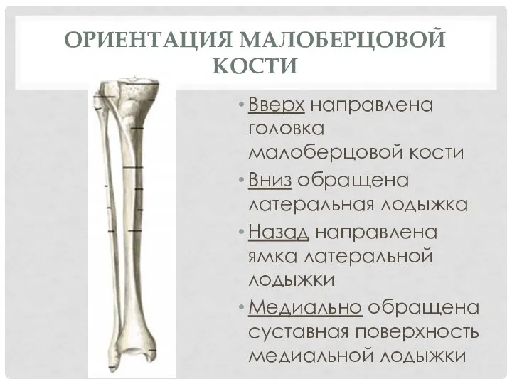 ОРИЕНТАЦИЯ МАЛОБЕРЦОВОЙ КОСТИ Вверх направлена головка малоберцовой кости Вниз обращена латеральная лодыжка