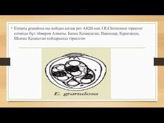 Eimaria granulosa-ны қойдан алғаш рет АҚШ-нан J.R.Christensen тіркеген елімізде бұл эймерия Алматы,