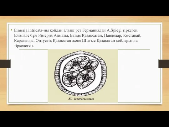 Eimeria intricatа-ны қойдан алғаш рет Германиядан A.Spiegl тіркеген. Елімізде бұл эймерия Алматы,