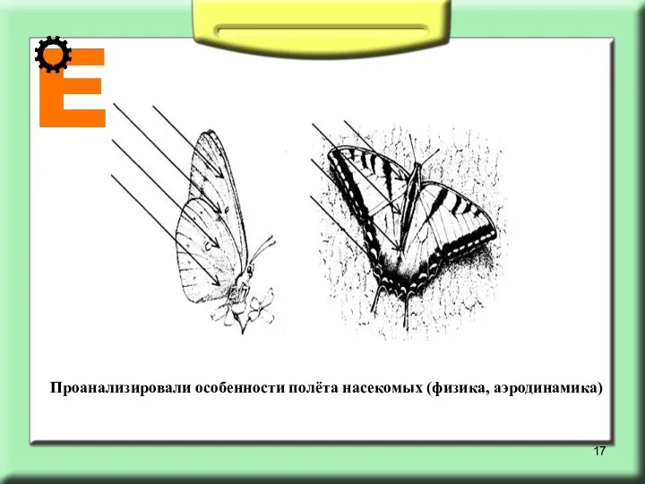 Проанализировали особенности полёта насекомых (физика, аэродинамика)