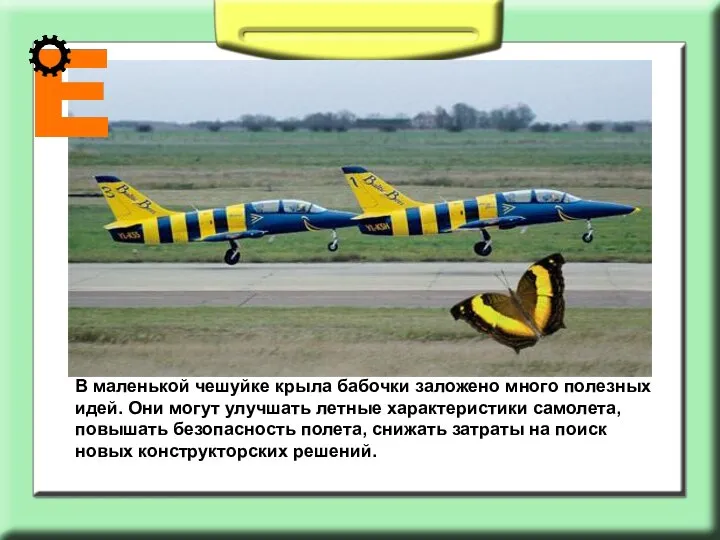 В маленькой чешуйке крыла бабочки заложено много полезных идей. Они могут улучшать