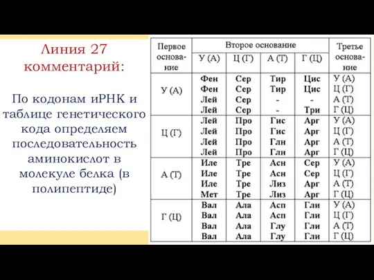 Линия 27 комментарий: По кодонам иРНК и таблице генетического кода определяем последовательность