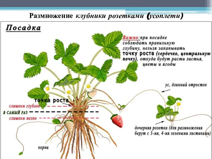 Размножение клубники розетками (усоплети)