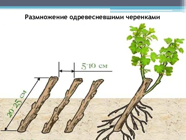 Размножение одревесневшими черенками