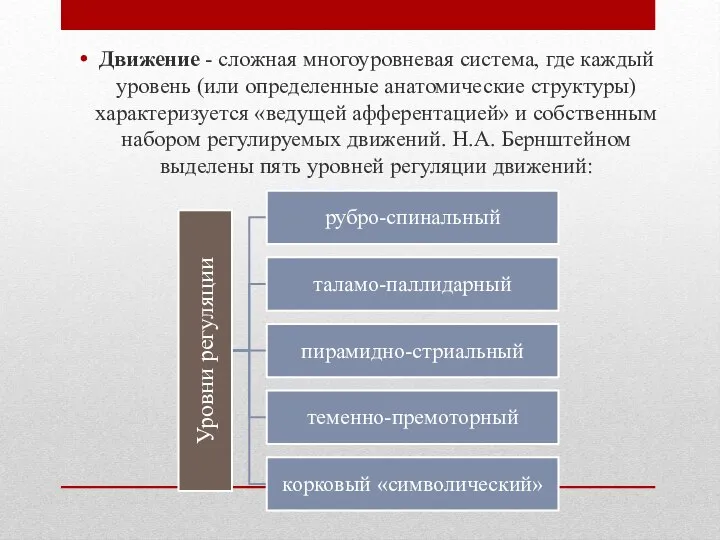 Движение - сложная многоуровневая система, где каждый уровень (или определенные анатомические структуры)