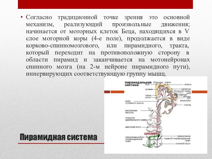 Пирамидная система Согласно традиционной точке зрения это основной механизм, реализующий произвольные движения;