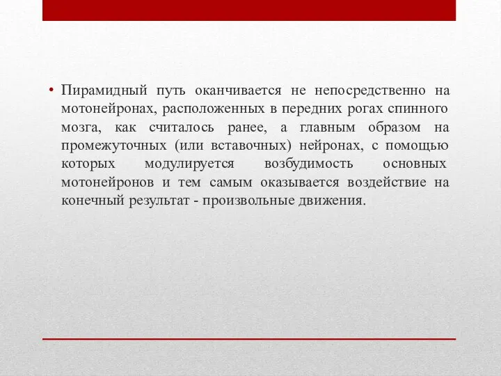 Пирамидный путь оканчивается не непосредственно на мотонейронах, расположенных в передних рогах спинного