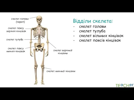 скелет голови (череп) скелет тулуба скелет верхньої кінцівки скелет нижньої кінцівки скелет