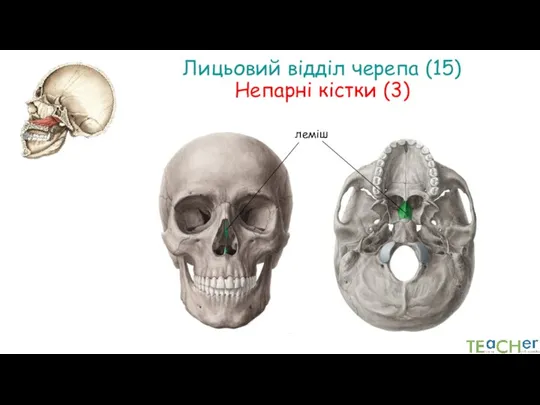 Лицьовий відділ черепа (15) Непарні кістки (3) леміш