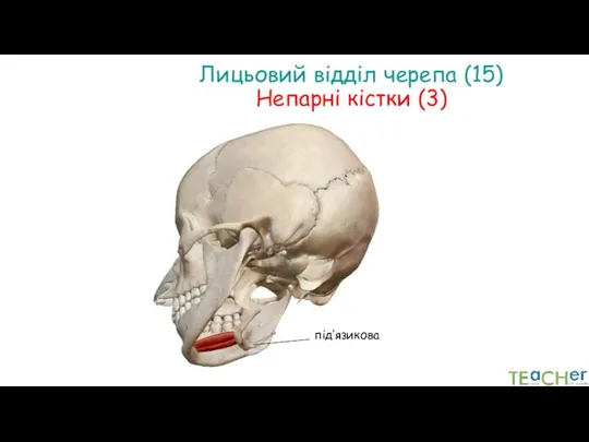 Лицьовий відділ черепа (15) Непарні кістки (3) під’язикова