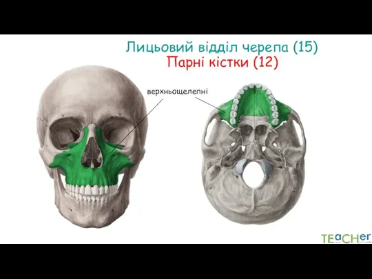 Лицьовий відділ черепа (15) Парні кістки (12) верхньощелепні