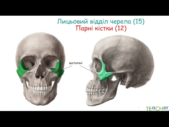 Лицьовий відділ черепа (15) Парні кістки (12) виличні