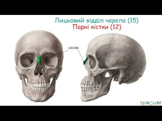 Лицьовий відділ черепа (15) Парні кістки (12) носові