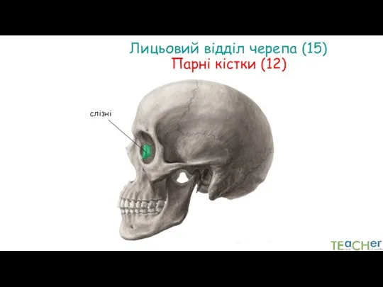 слізні Лицьовий відділ черепа (15) Парні кістки (12)
