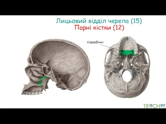 Лицьовий відділ черепа (15) Парні кістки (12) піднебінні