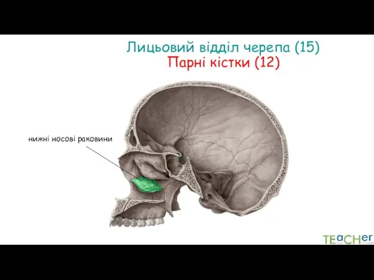 нижні носові раковини Лицьовий відділ черепа (15) Парні кістки (12)
