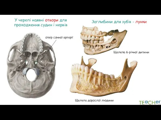 Заглибини для зубів - лунки Щелепа 6-річної дитини Щелепа дорослої людини