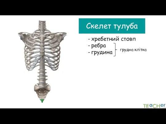 Скелет тулуба хребетний стовп ребра грудина грудна клітка