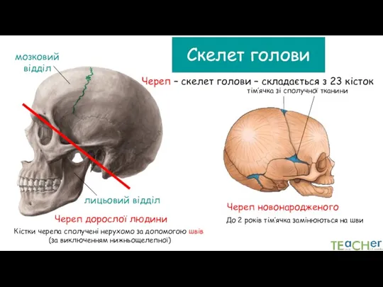 Череп – скелет голови – складається з 23 кісток Кістки черепа сполучені