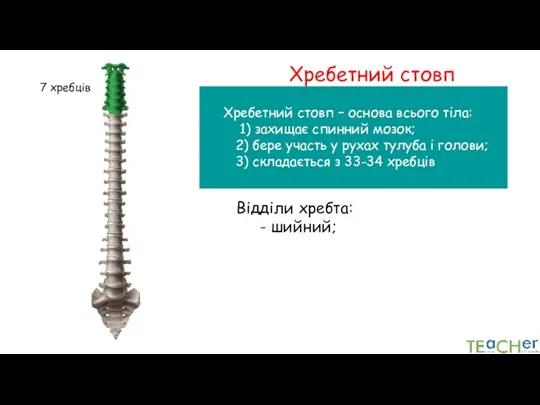 Хребетний стовп Хребетний стовп – основа всього тіла: 1) захищає спинний мозок;