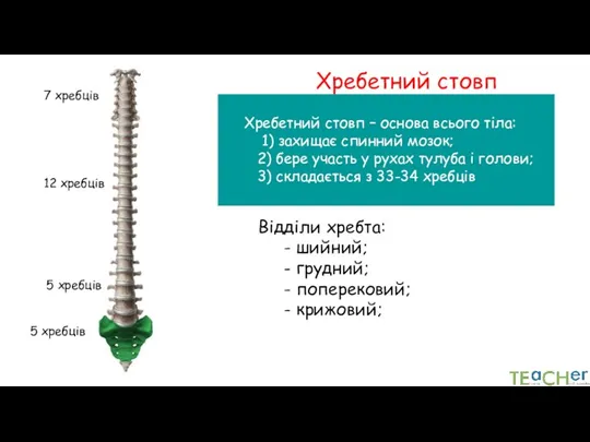 Хребетний стовп Хребетний стовп – основа всього тіла: 1) захищає спинний мозок;