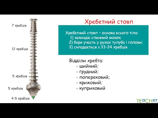 Хребетний стовп Хребетний стовп – основа всього тіла: 1) захищає спинний мозок;