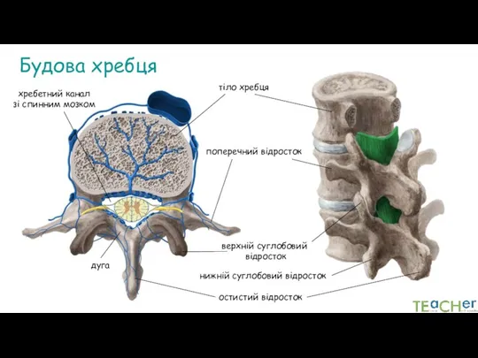 Будова хребця тіло хребця дуга хребетний канал зі спинним мозком остистий відросток