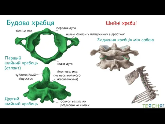 Будова хребця наявні отвори у поперечних відростках Шийні хребці Перший шийний хребець