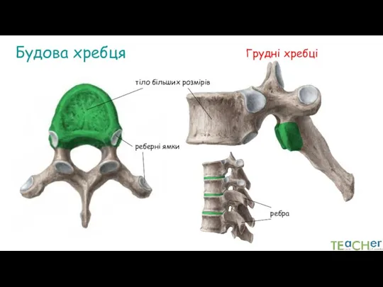Будова хребця Грудні хребці тіло більших розмірів