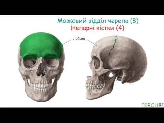 Мозковий відділ черепа (8) лобова Непарні кістки (4)