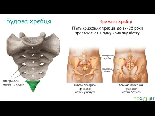 Будова хребця Крижові хребці П’ять крижових хребців до 17-25 років зростаються в