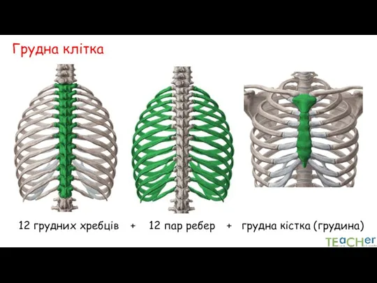 Грудна клітка