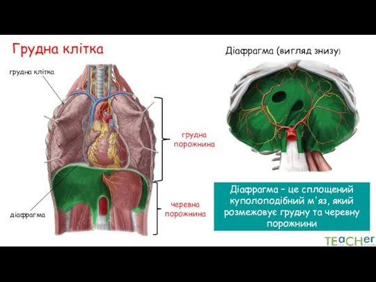 діафрагма грудна клітка Діафрагма (вигляд знизу) грудна порожнина черевна порожнина Діафрагма –