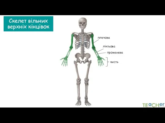 Скелет вільних верхніх кінцівок плечова ліктьова променева кисть