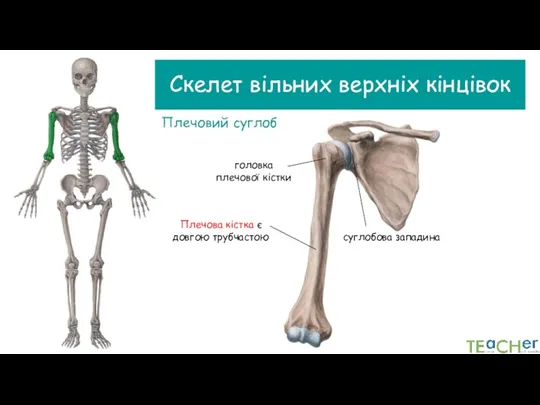 Скелет вільних верхніх кінцівок Плечовий суглоб головка плечової кістки суглобова западина Плечова кістка є довгою трубчастою