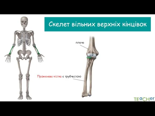 Скелет вільних верхніх кінцівок плече Променева кістка є трубчастою