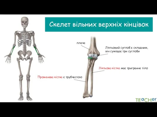 Скелет вільних верхніх кінцівок плече Ліктьова кістка має тригранне тіло Променева кістка